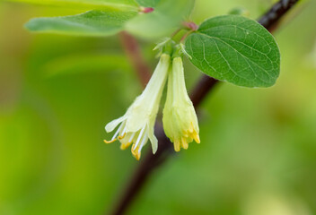 Flowers of the honeysuckle plant in nature. Close-up