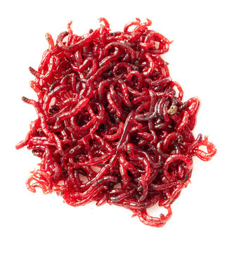 Red bloodworms isolated on white background