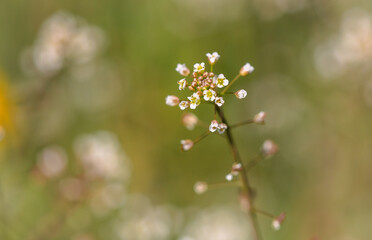 Small white flowers on herbaceous plants in spring. Close-up
