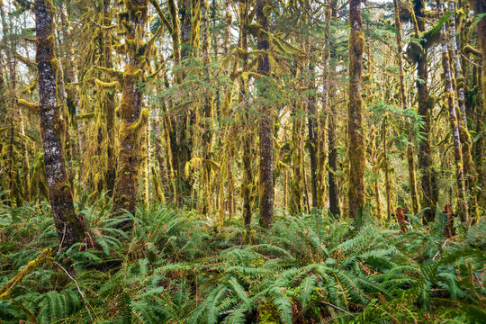 The Trail Around the Moss Covered Quinault Rainforest in Olympic National Park, Spring Time, Washington State