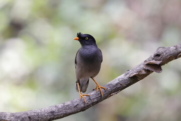 Jungle Myna Birds sitting on a Tree