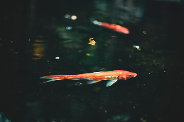 Nishiki-koi have been domesticated and bred to be kept as ornamental plants in small lakes, and are...