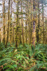 Fototapeta premium The Trail Around the Moss Covered Quinault Rainforest in Olympic National Park, Spring Time, Washington State