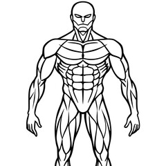 Human Muscles Isolated on White Background High-Quality Images for Anatomy Reference