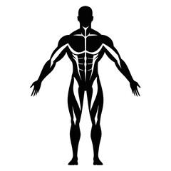 Human Muscles Isolated on White Background High-Quality Images for Anatomy Reference