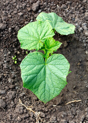 Cucumber shoots in the soil in the garden. Spring