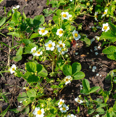 Strawberry flowers in the vegetable garden in spring