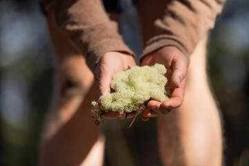 lignin and moss growing on a tree in the forest in the australian bush. university student...