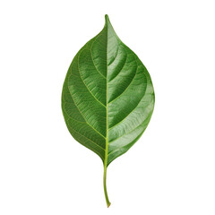 Fototapeta premium A close-up of a leaf on a Transparent Background