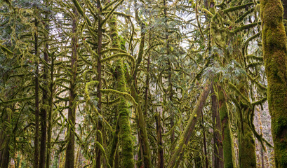 Fototapeta premium Winter at The Lake Crescent Trail at Olympic National Park in Washington State