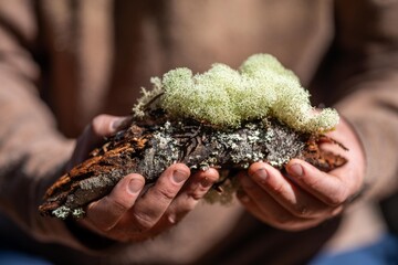 lignin and moss growing on a tree in the forest in the australian bush. university student...