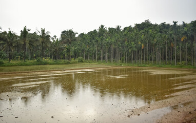 A scenic view of a Areca or betel nut tree plantation.