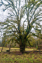 Fototapeta premium The Historic Kestner Homestead farm in the Quinault Rain Forest area of Olympic National Park, Washington State
