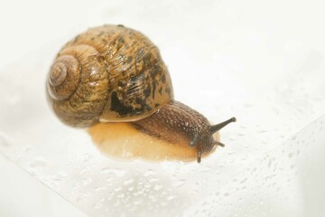 カタツムリ　白背景