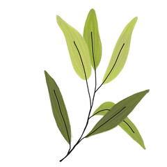 Green leaf watercolor for decoration.