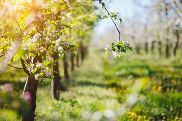 A blooming apple orchard on a magical sunny day. - 780358203