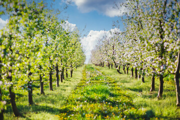 A blooming apple orchard on a magical sunny day.