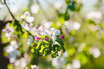 White flowers of a blooming apple tree on a sunny day close-up.