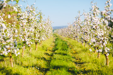 A blooming apple orchard on a magical sunny day.