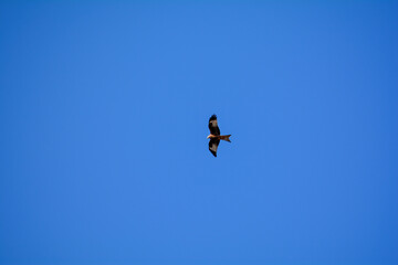 A bird high up in the blue sky - 780358600