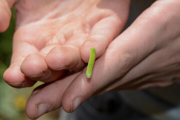 Green caterpillar on a child's fingers - 780358625