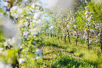 A blooming apple orchard on a magical sunny day. - 780358880