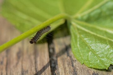A caterpillar on a green leaf - 780359036