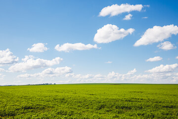 Young green wheat and perfect blue sky with cumulus clouds. - 780359041