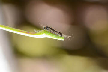 A caterpillar on a plant stem - 780359062