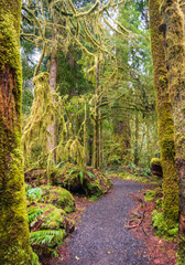 The Marymere Falls Trail in Olympic National Park