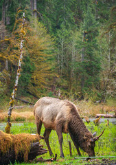 A Moose Eating Grass in the Hoh Rainforest in Olympic National Park