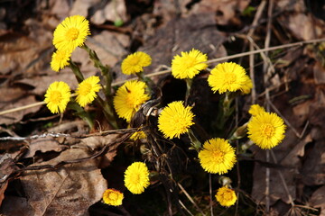 Bright yellow flowers of coltsfoot plants in April - obrazy, fototapety, plakaty