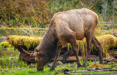 A Moose Eating Grass in the Hoh Rainforest in Olympic National Park