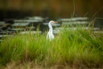 White egret near the waters edge
