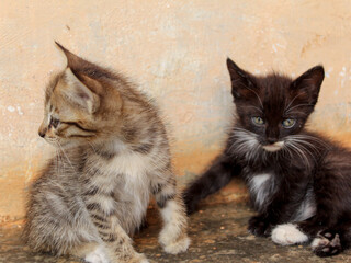 Obraz premium close up portrait of a kitten