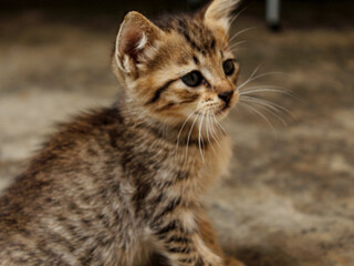 close up portrait of a kitten
