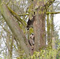 two wild raccoons climbing a tree in the forest, zoo animals