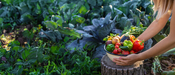 vegetables in a bowl on a hemp. Bio healthy food. Organic vegetables