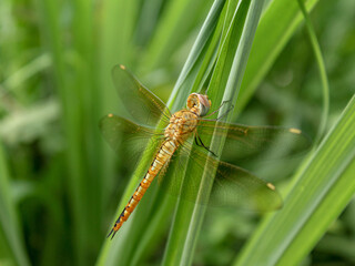 dragonfly on a leaf