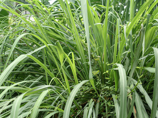 Obraz premium a picture of citronella plant cymbopogon citratus serai