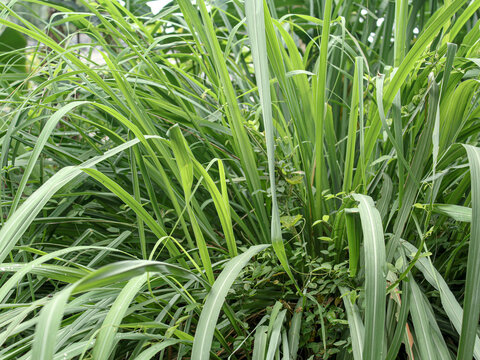 a picture of citronella plant cymbopogon citratus serai