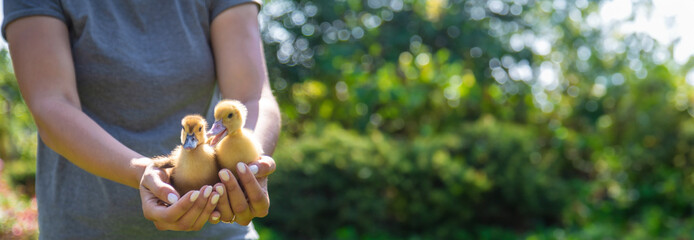 a female farmer holds ducklings in her hands.