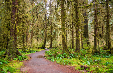 Fototapeta premium Hoh Rainforest Loop Trail in Olympic National Park at Olympic National Park, Washington State