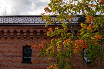 Vivid coloured autumn tree in front of red brick building