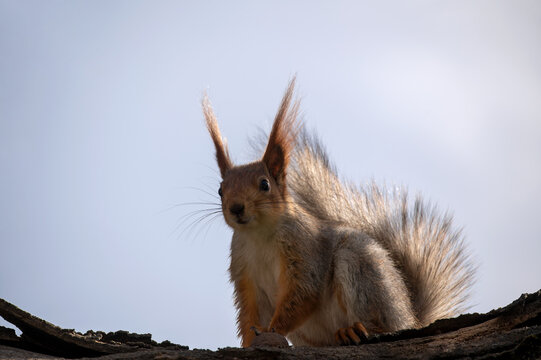 Beautiful funny squirrel on tree holds nut, horizontal picture