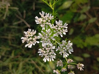 coriander or cilantro flower