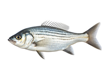Fototapeta premium Black and White Fish Swimming on a White Background. On a White or Clear Surface PNG Transparent Background.