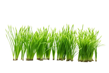 Row of Green Grass on White Background. On a White or Clear Surface PNG Transparent Background.