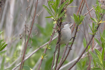 Whitethroat bird perched on a thistle branch. Plain green background. 