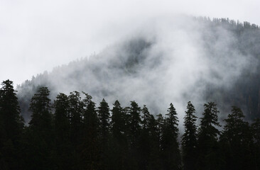 Hazy Morning Fog Along a Treeline at the Hoh Rainforest in Olympic National Park